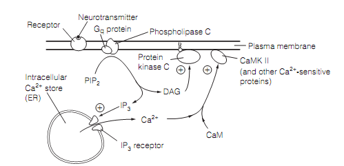 1241_Phosphoinositide second messenger system.png